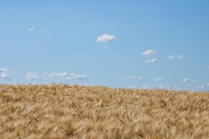 A vast golden wheat field under a clear blue sky, ready for harvest.