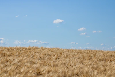 Wide view of golden wheat fields under a clear blue sky.