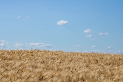A farmer inspecting golden grain fields under a clear blue sky.