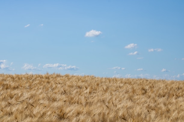 An aerial view of golden grain fields stretching toward a clear blue sky on a bright day.