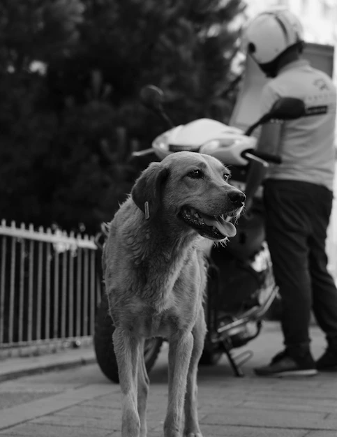 a dog standing on a sidewalk