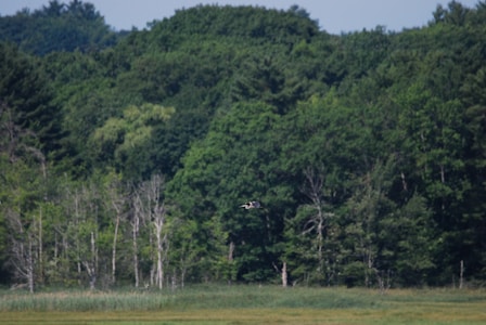 A dense forest with lush green trees forms the background, while a bird flies prominently in the foreground. The scene is serene and natural, showcasing a mix of dense foliage and some bare branches.
