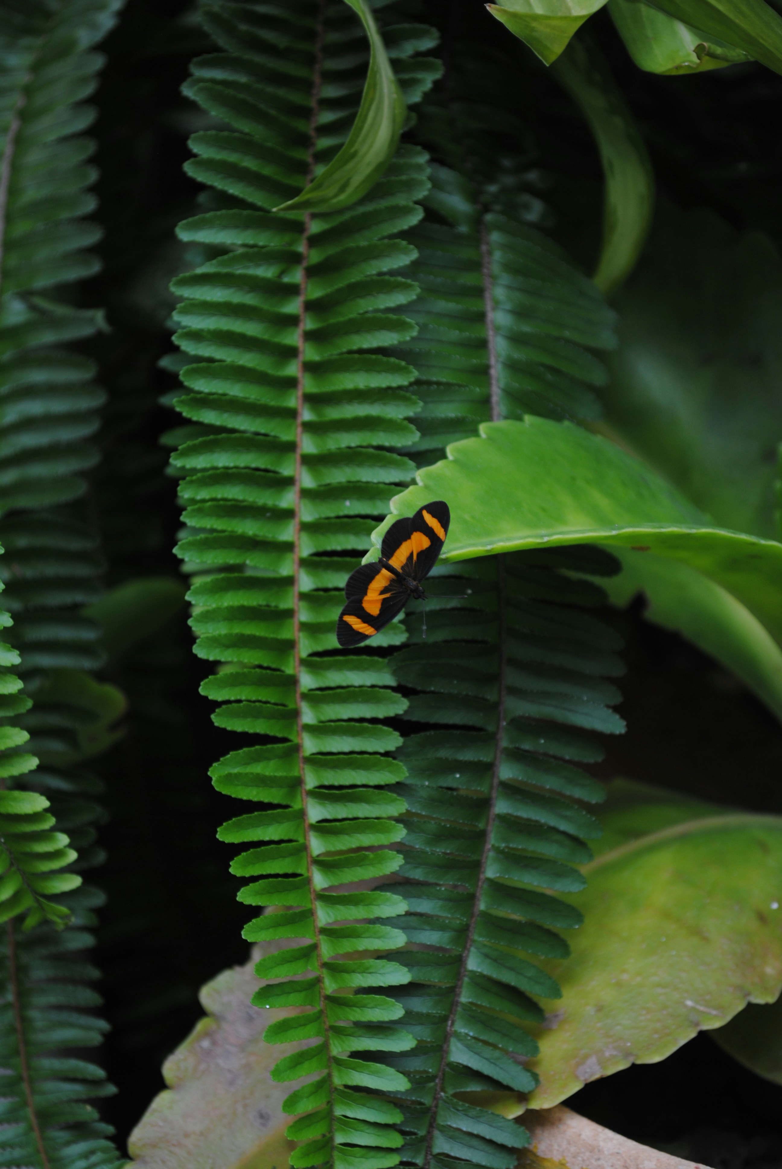 Photo by curiousjorge