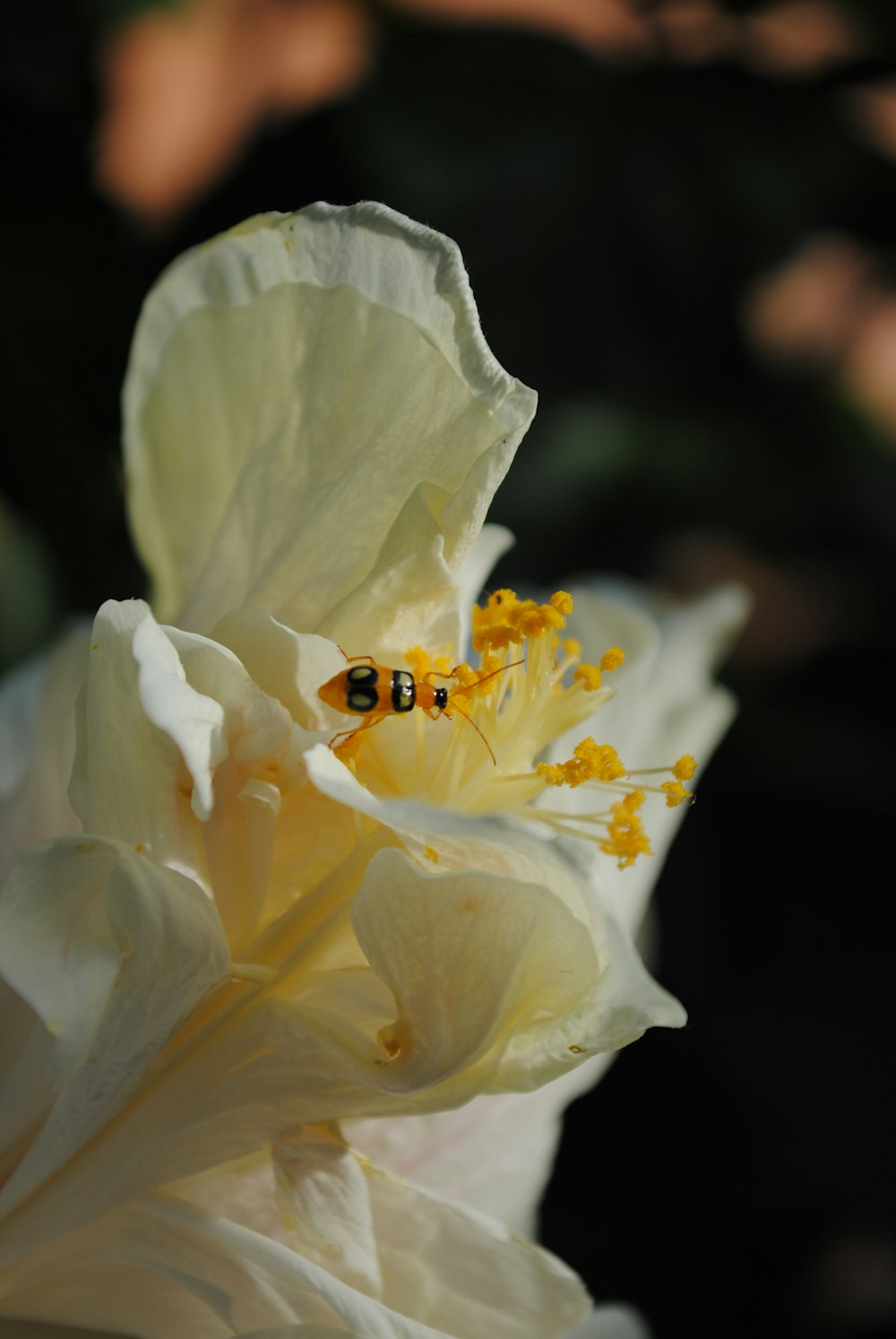 a ladybug on a white flower