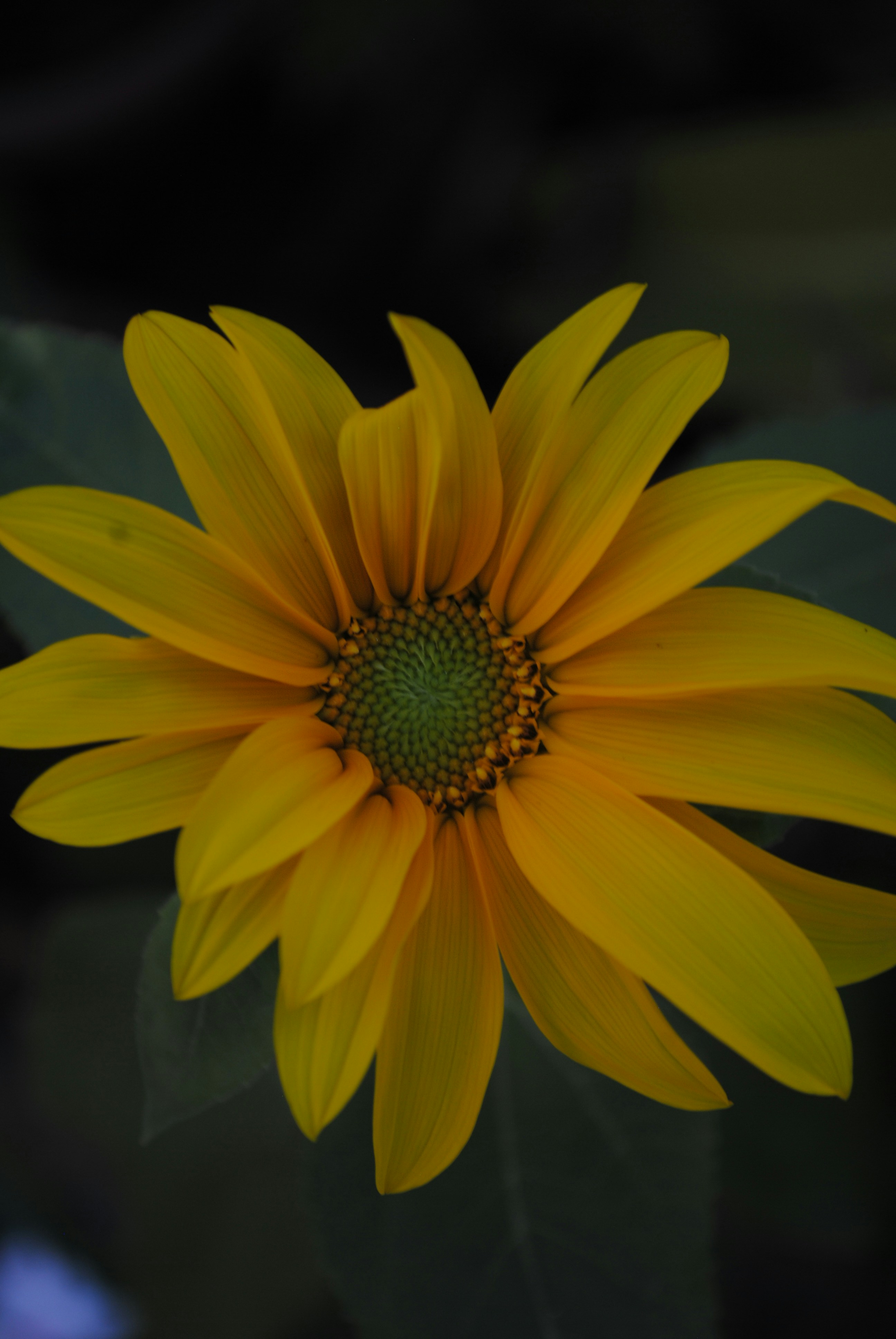 Photo by curiousjorge