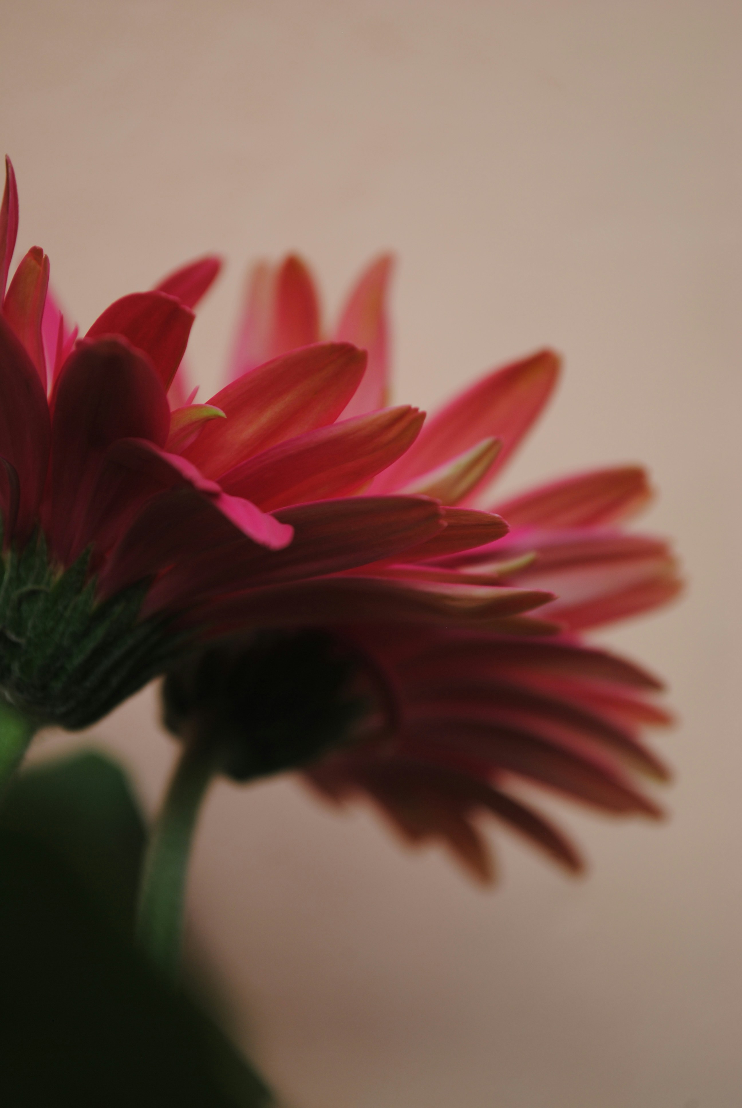 Photo by curiousjorge