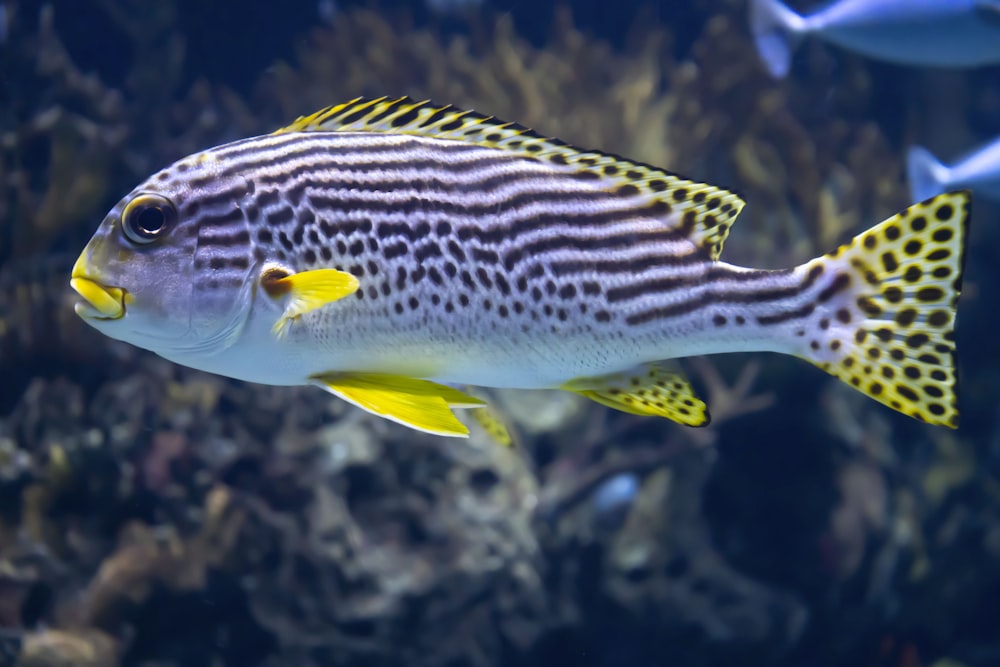 a fish swimming in water