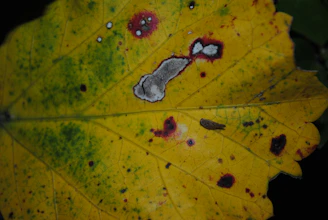 a close up of a leaf