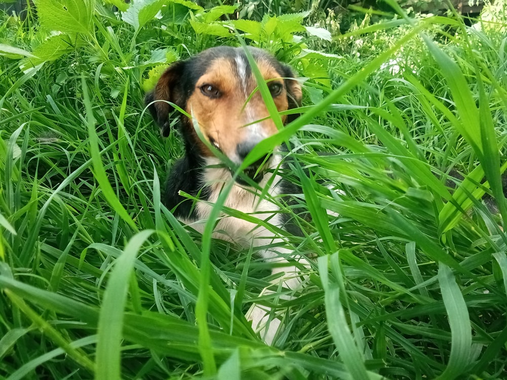 a dog in the grass