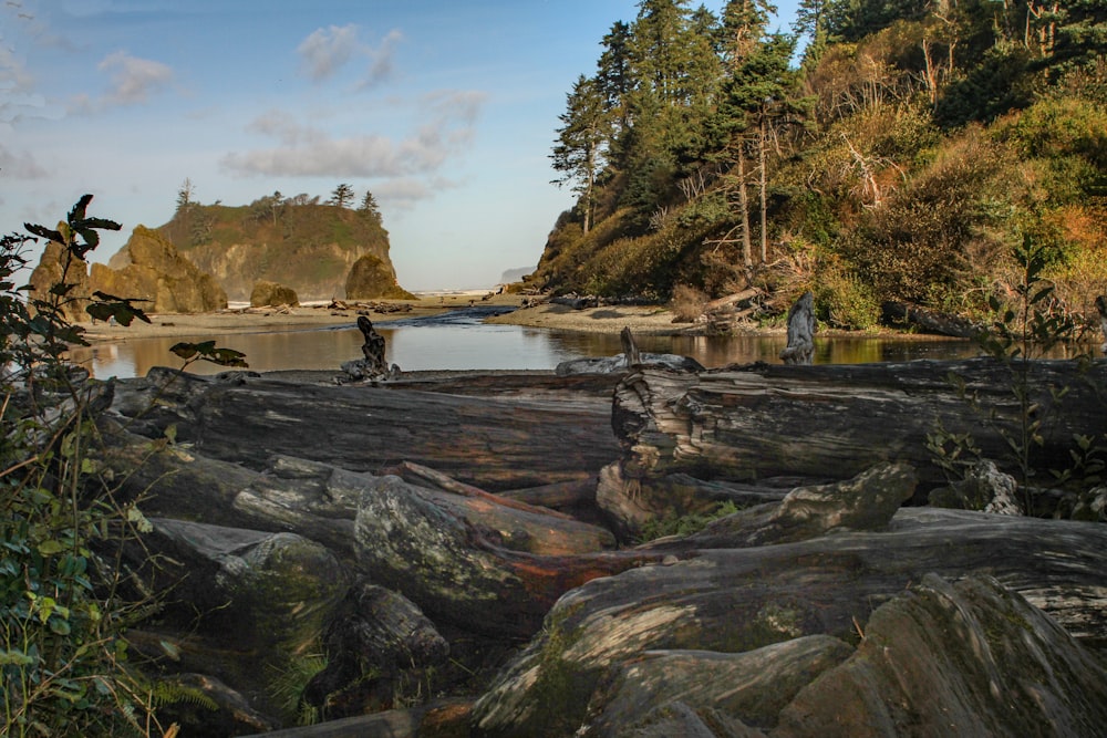 a rocky beach with trees and a body of water