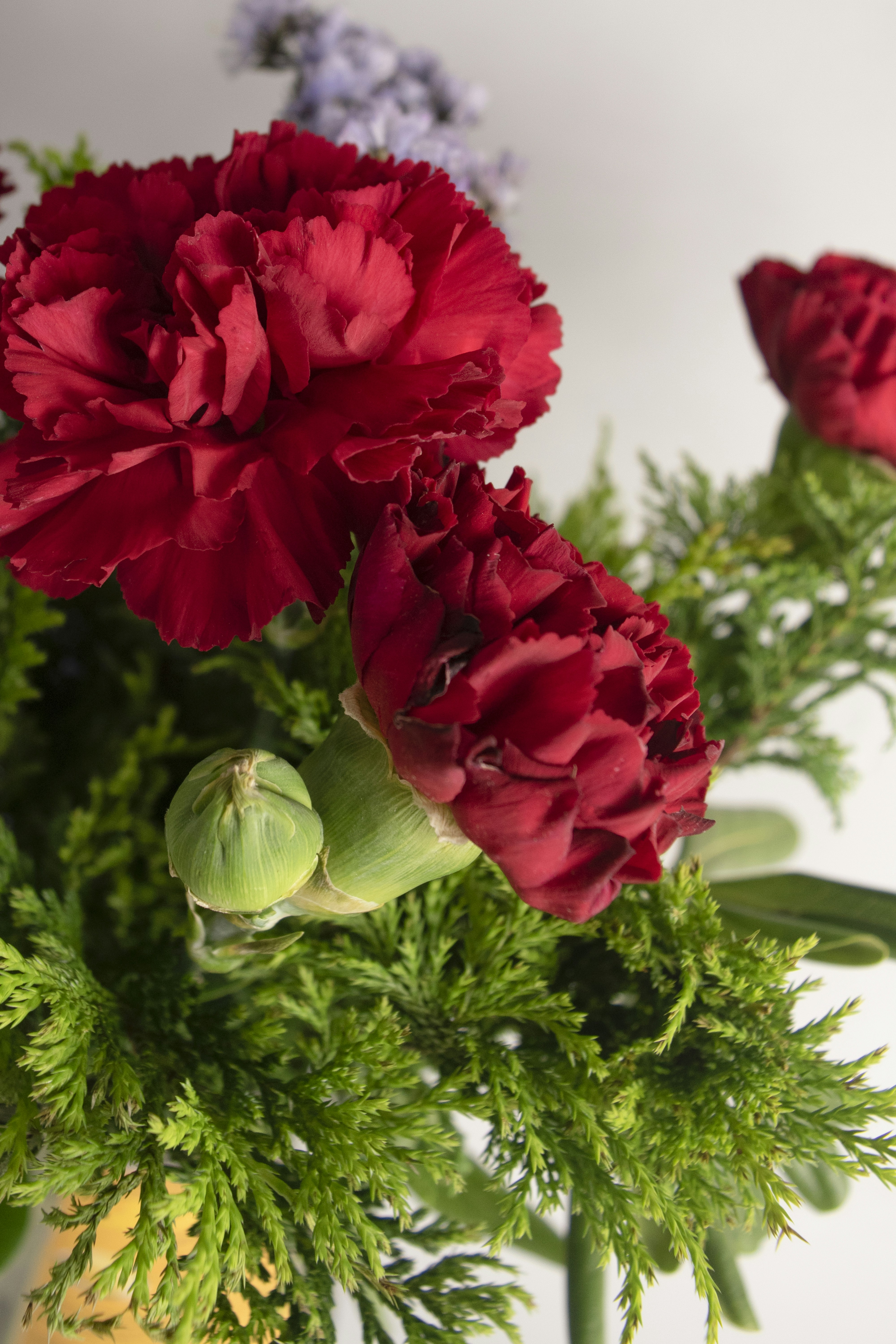 a group of red flowers