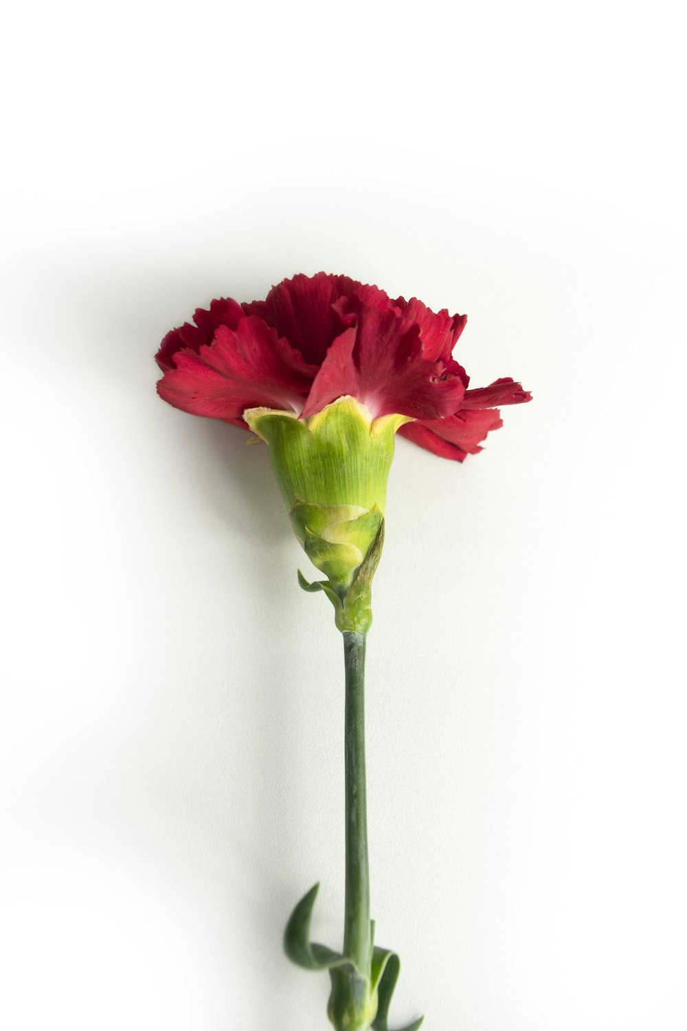 a red flower with green stem
