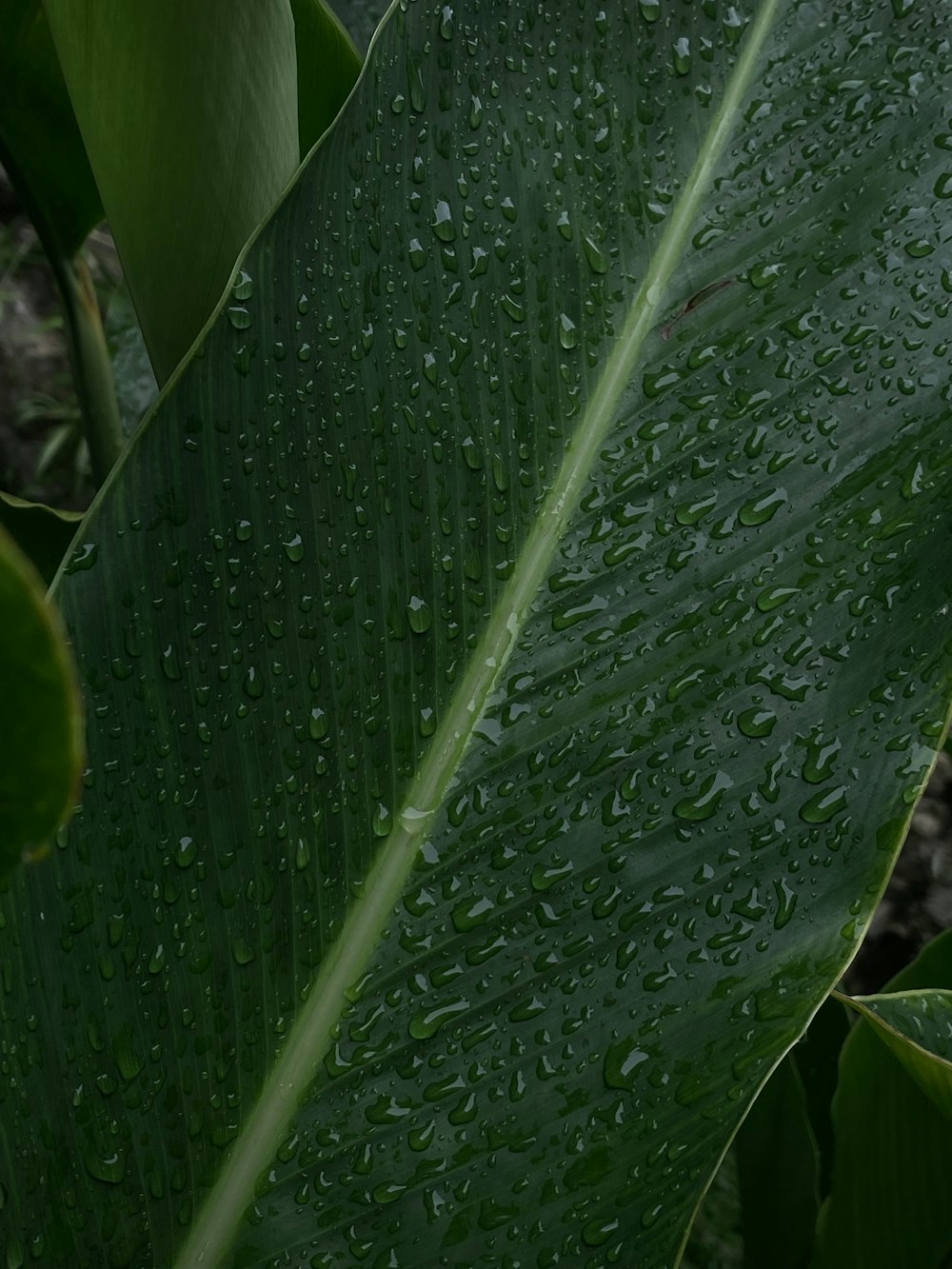 a close up of a leaf