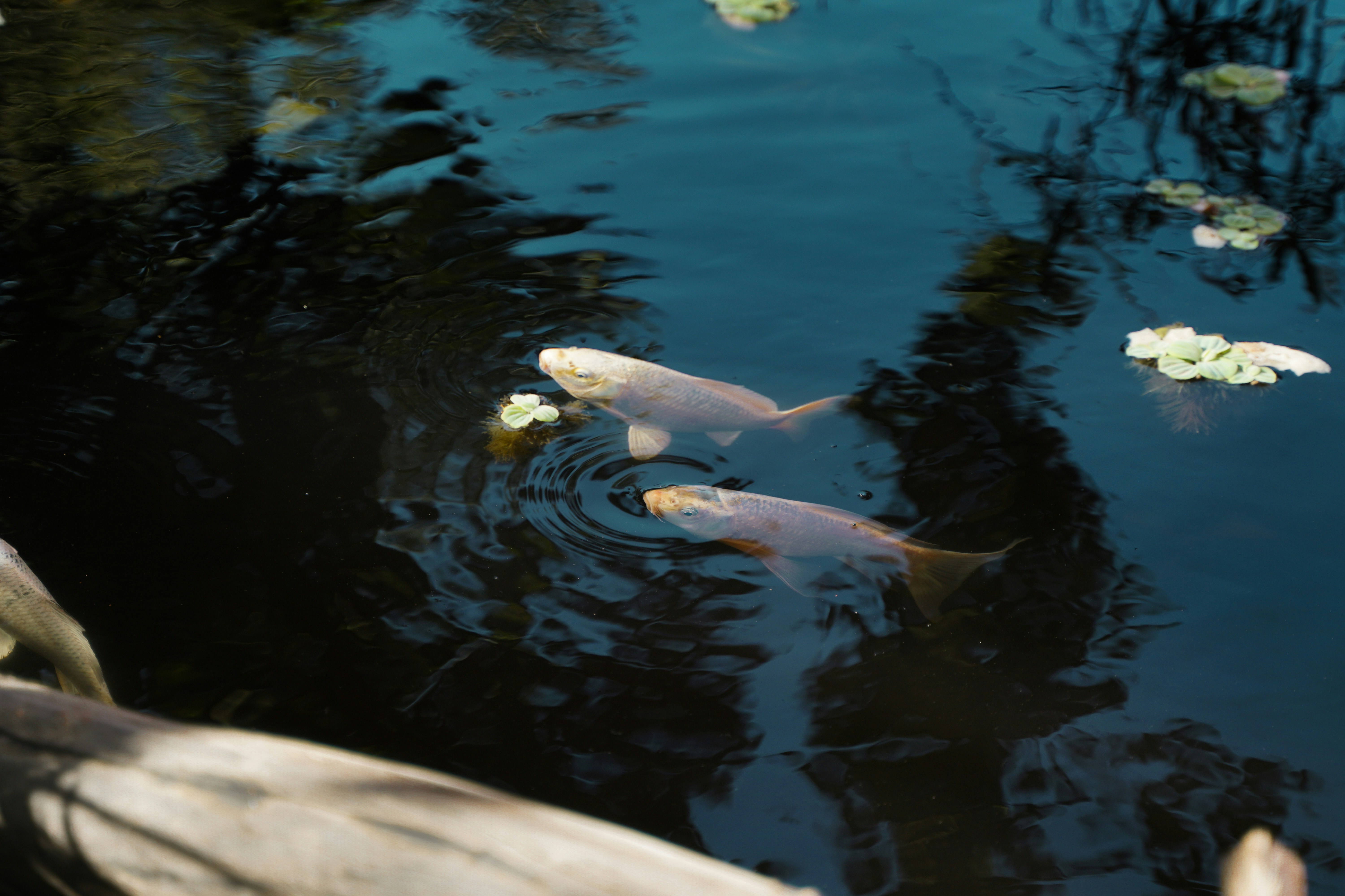 Fish Fork Camp