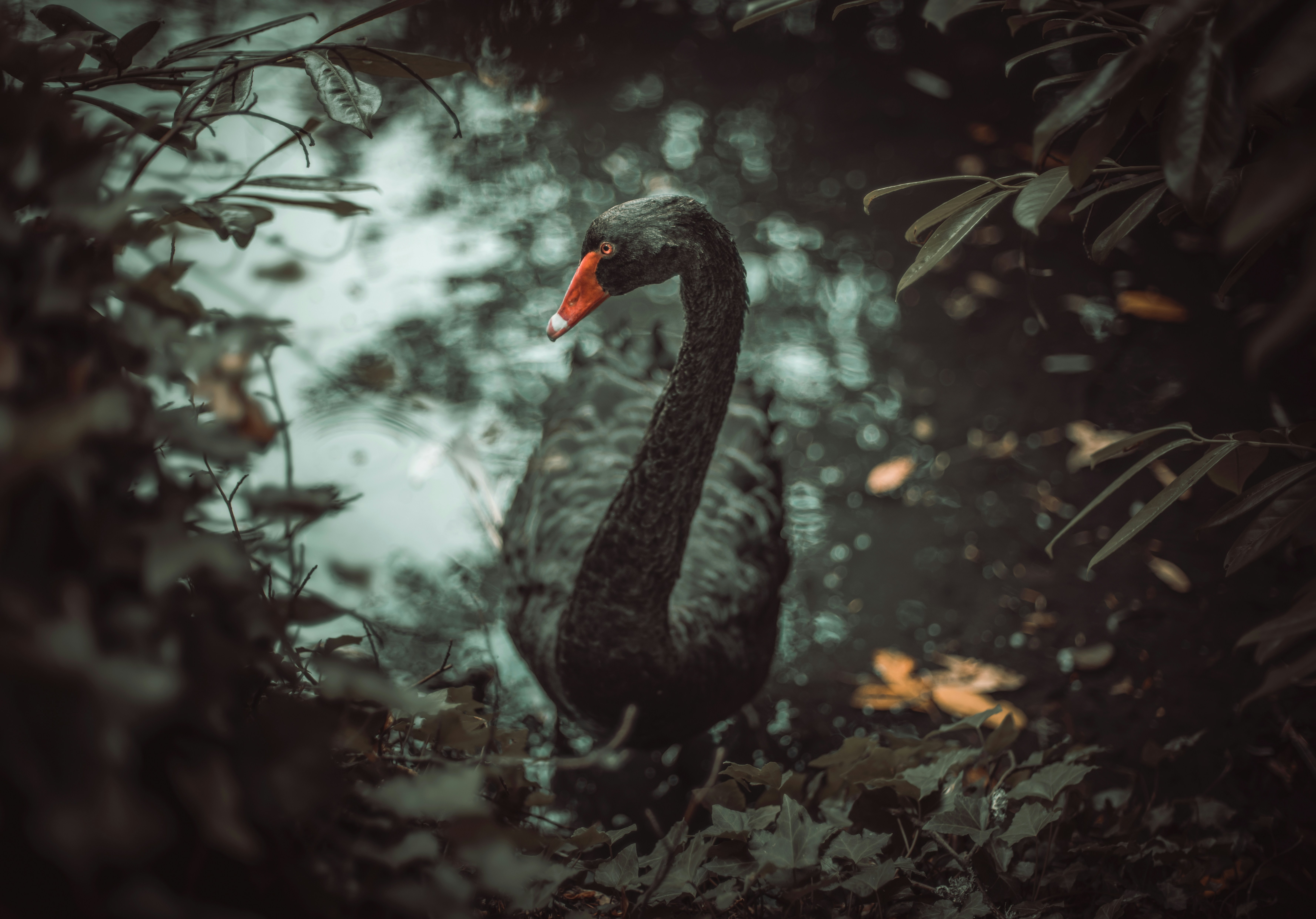 Hunting for Black Swans