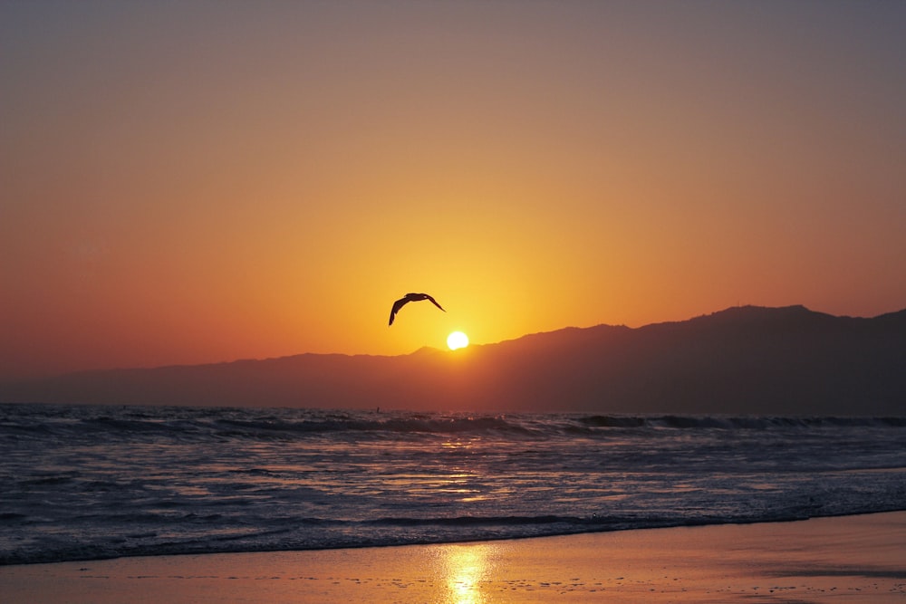 a bird flying over a beach