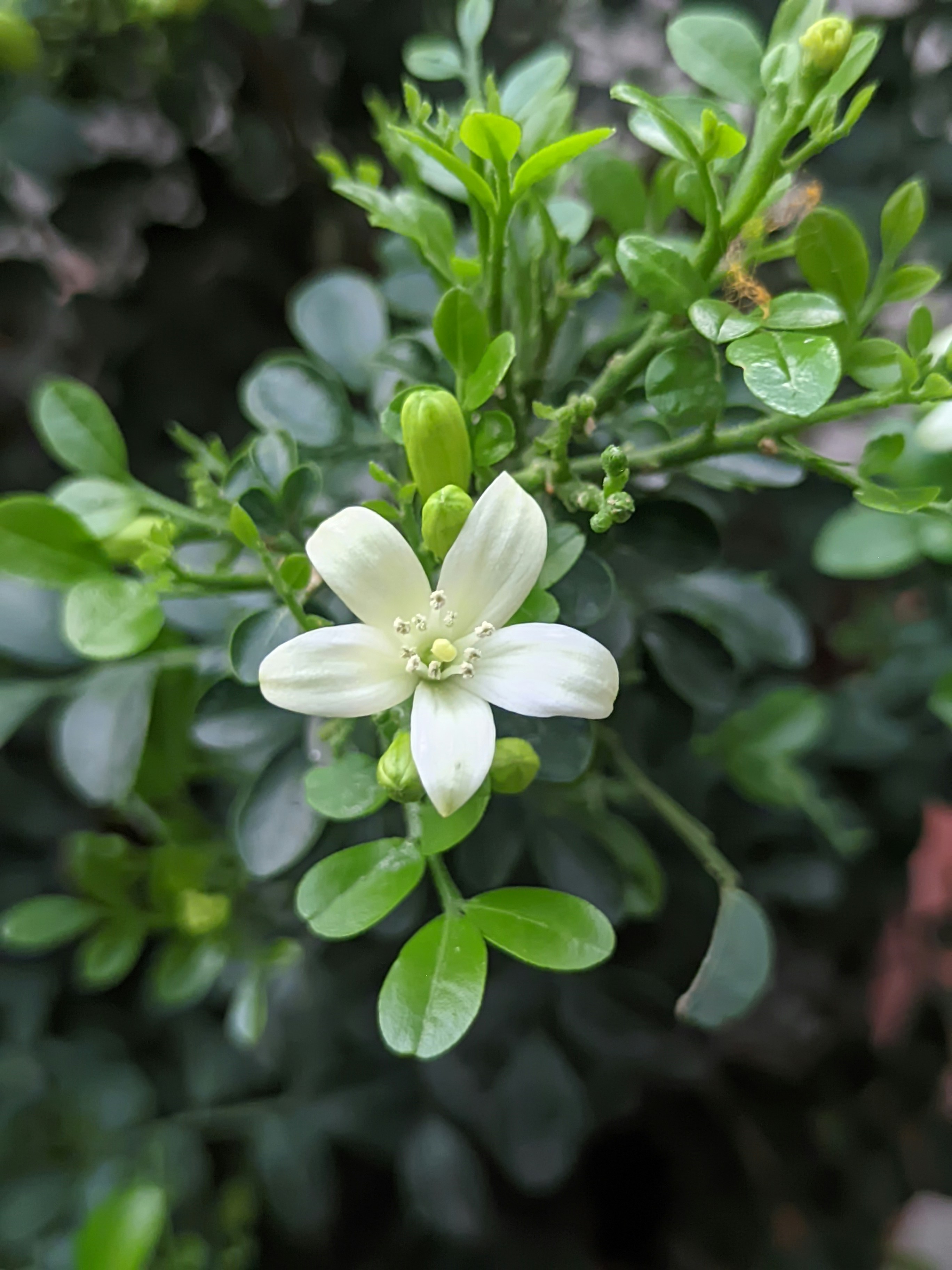 Photo by alimransclick