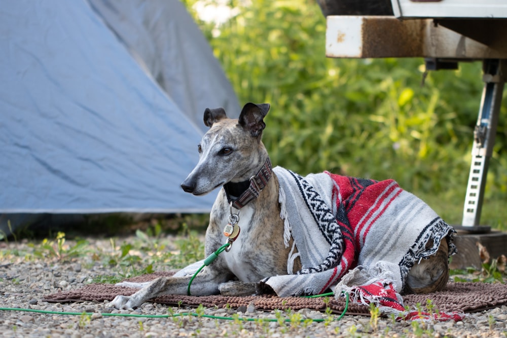 a dog wearing a sweater lying on the ground outside