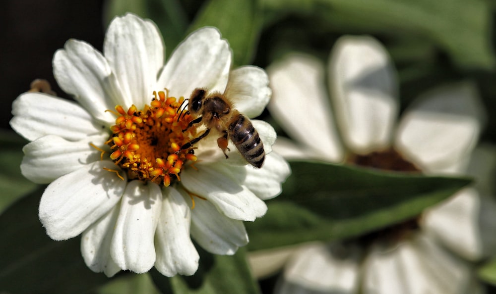 a bee on a white flower