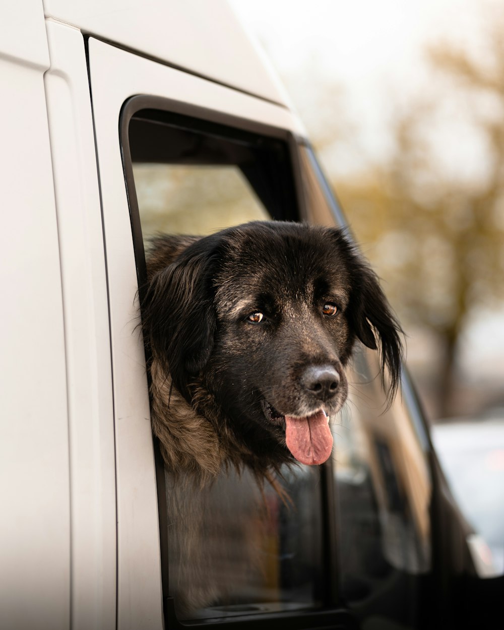 車の窓から舌を突き出す犬