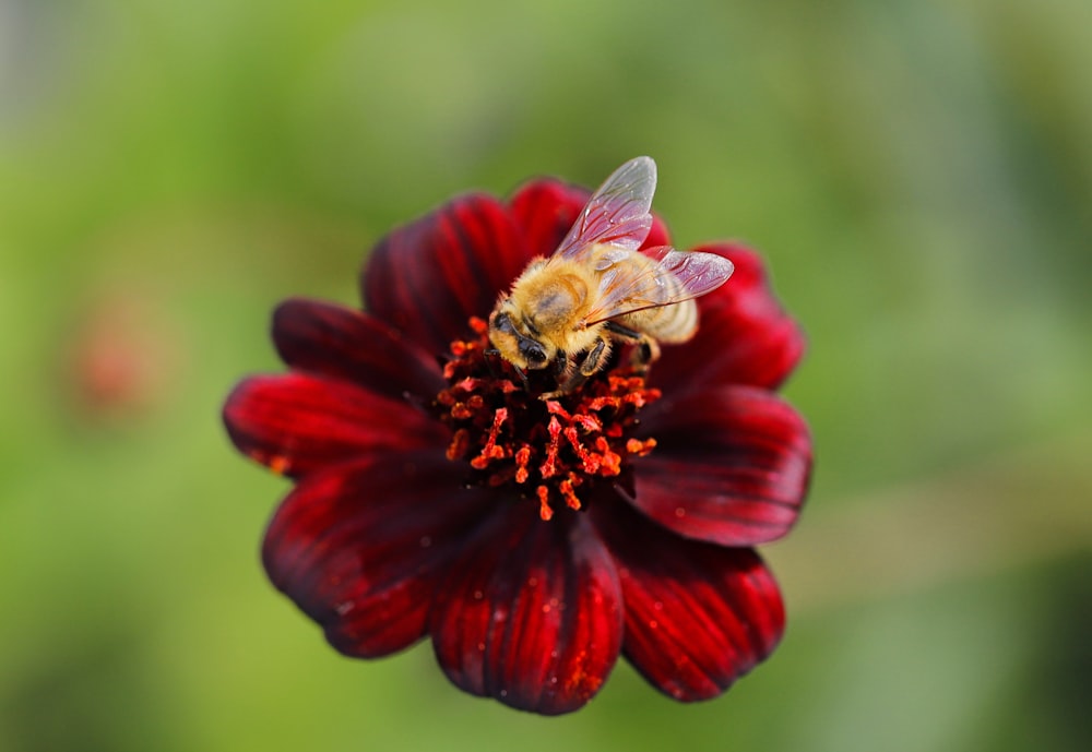 a bee on a red flower