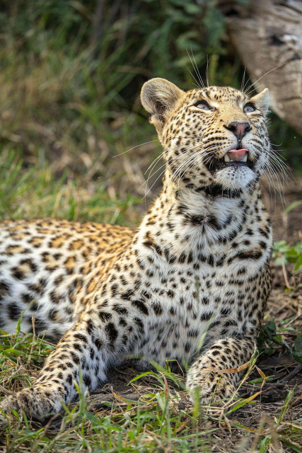 a cheetah lying down