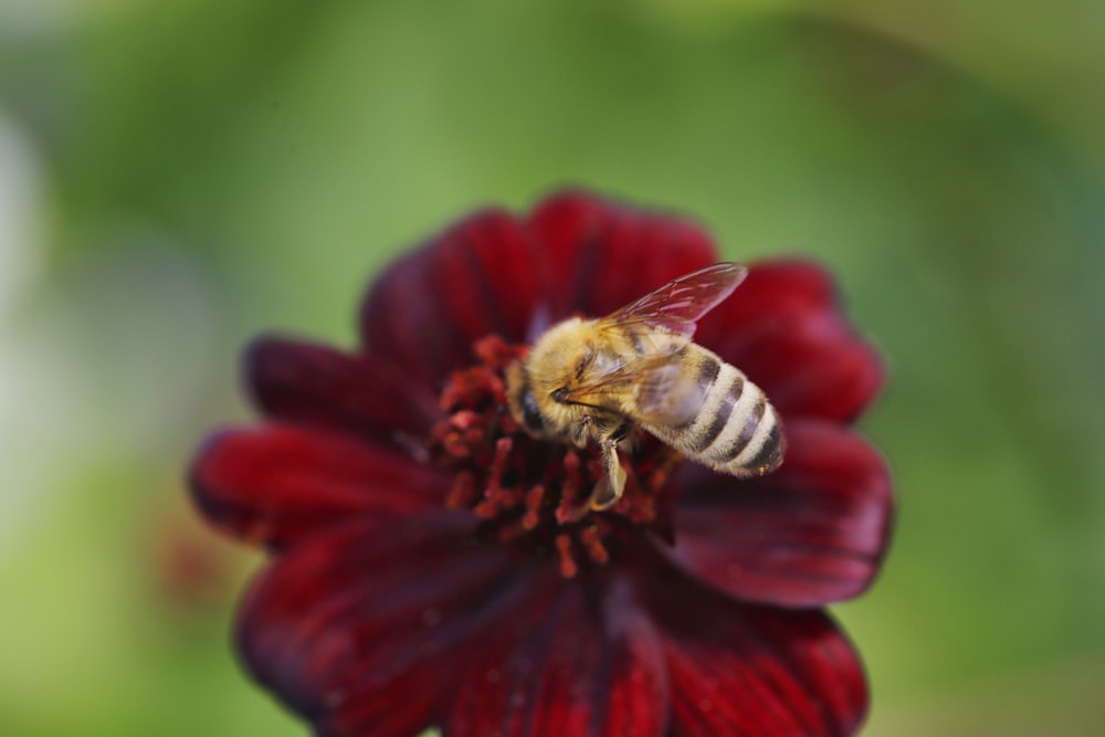 a bee on a red flower