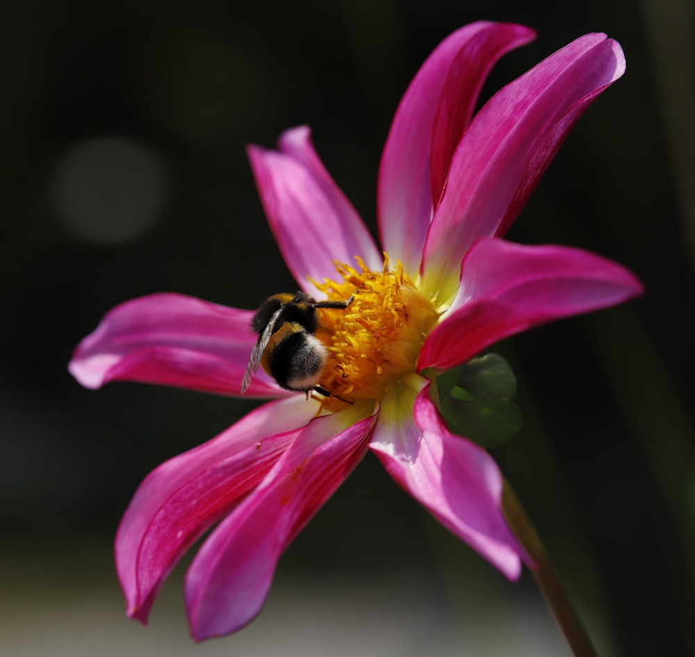 a bee on a flower