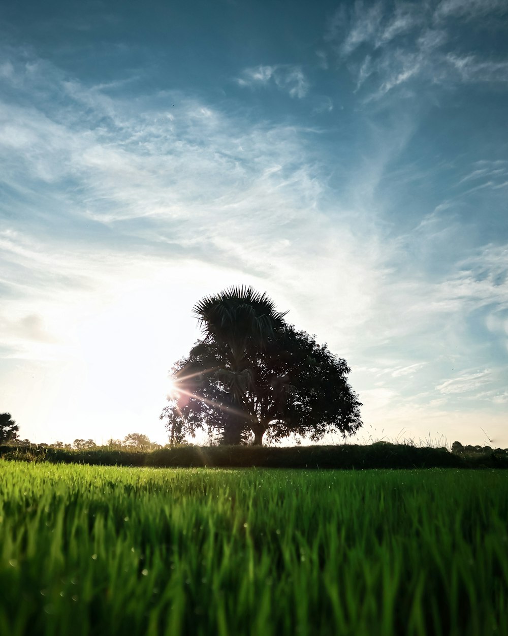 a tree in a field