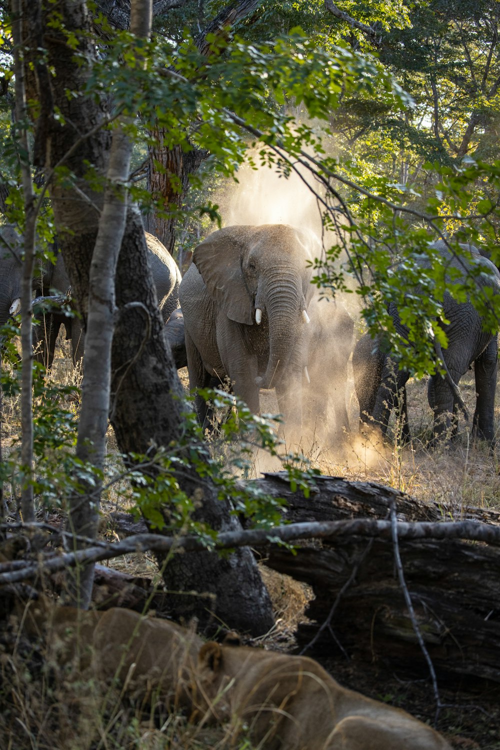 elephants in the wild