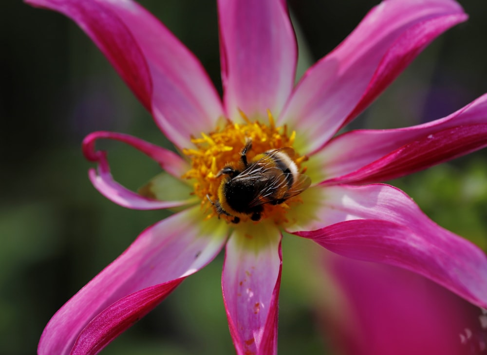 a bee on a flower