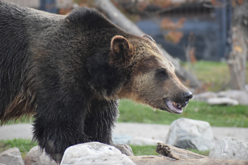 a bear in a zoo exhibit