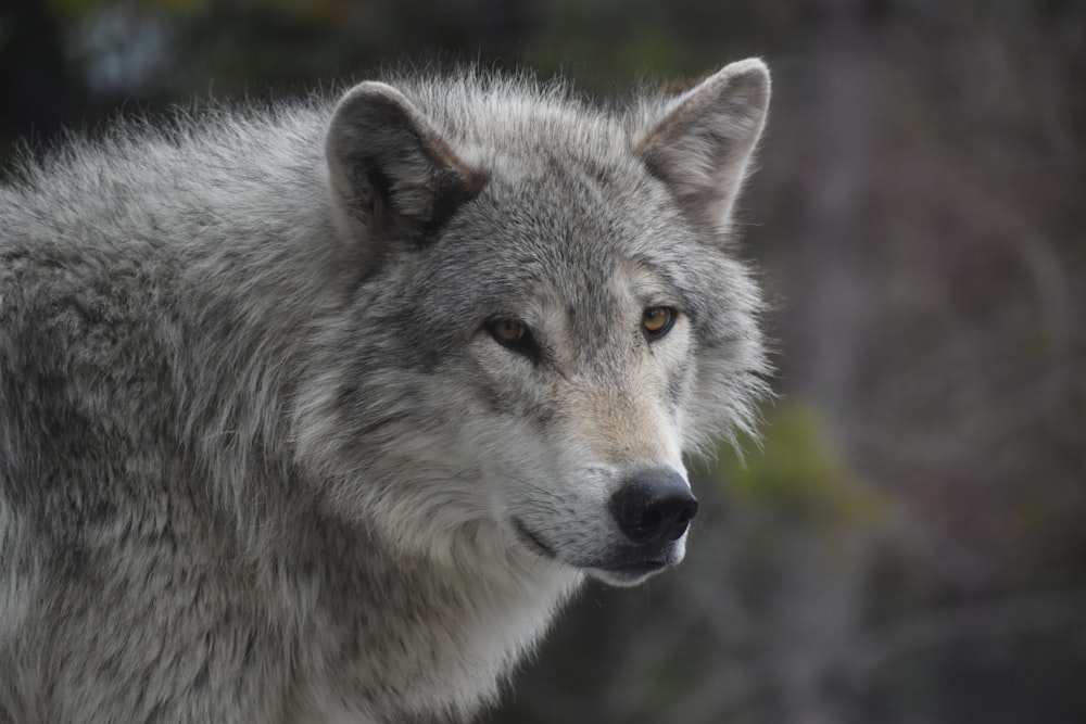 a wolf looking at the camera