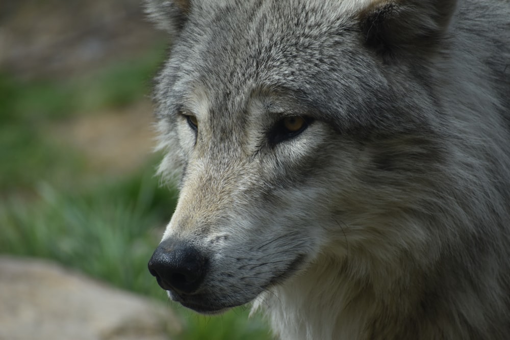 a close up of a raccoon