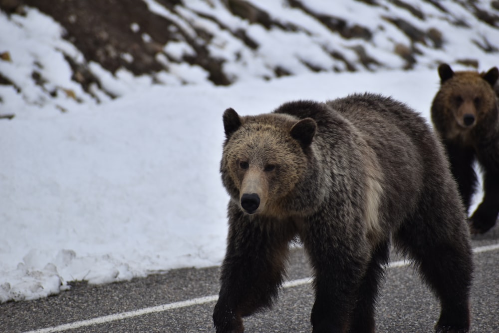 a couple of bears walking on a road