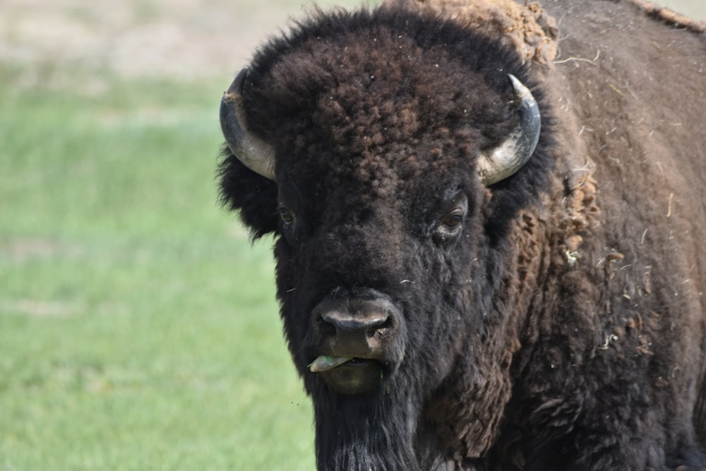 a buffalo with horns