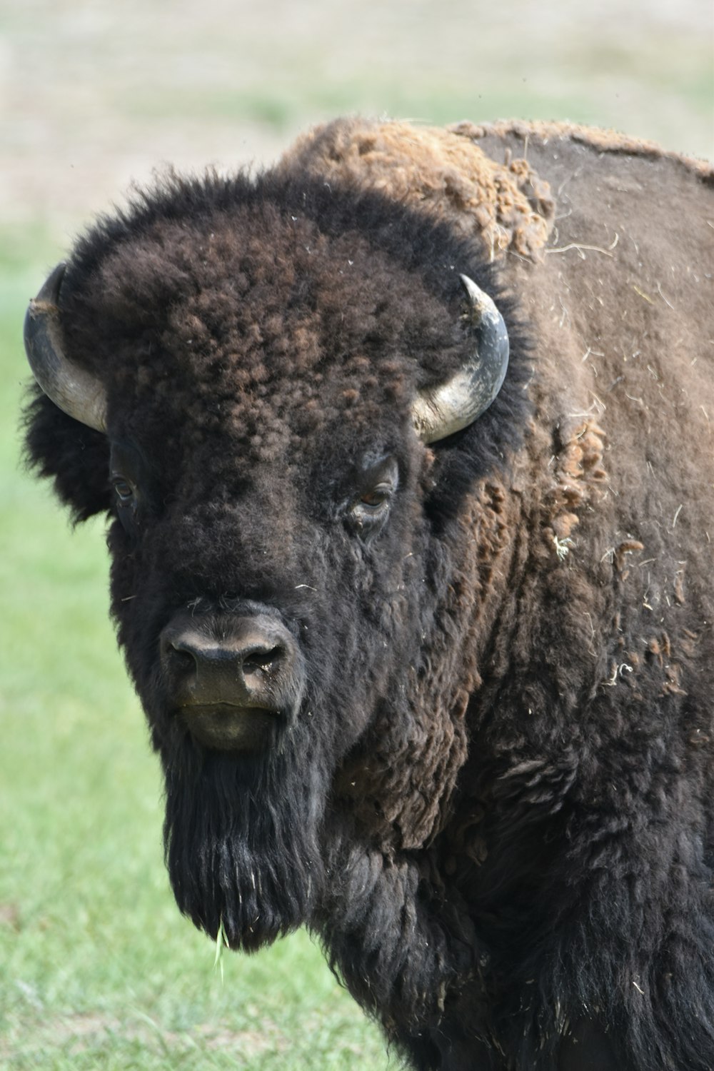 Un búfalo negro con cuernos