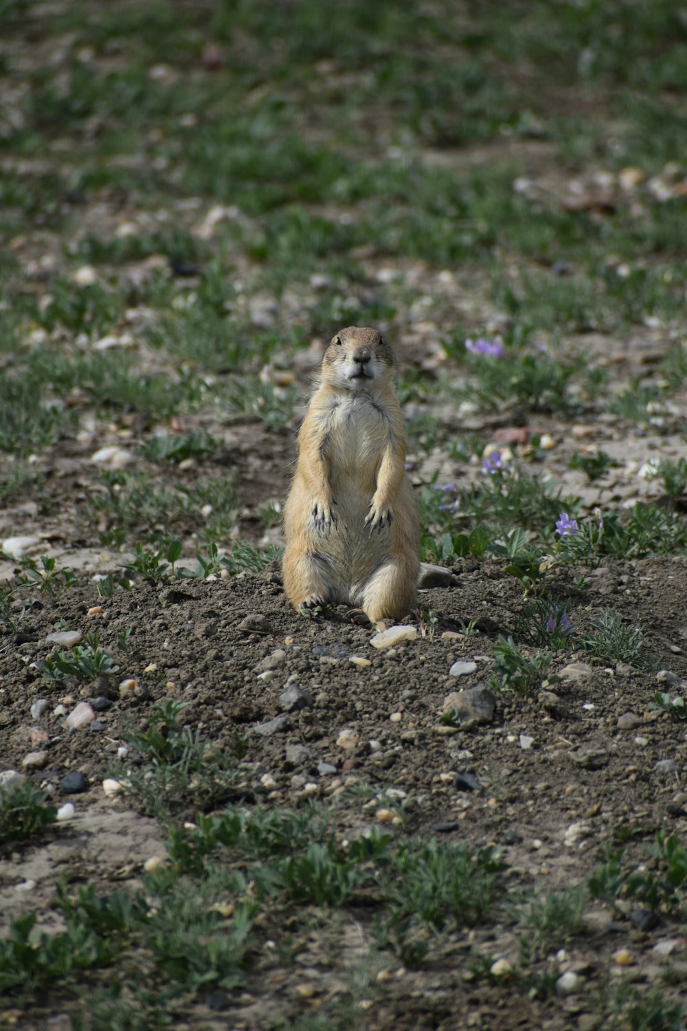 a small animal standing on its hind legs in a grassy area