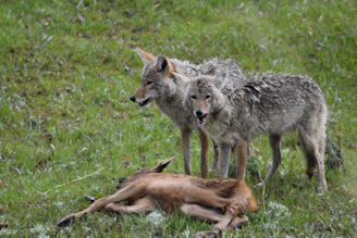 Best Products for an Effective Predator Decoy for Coyote Hunting