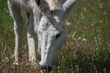 a white horse eating grass