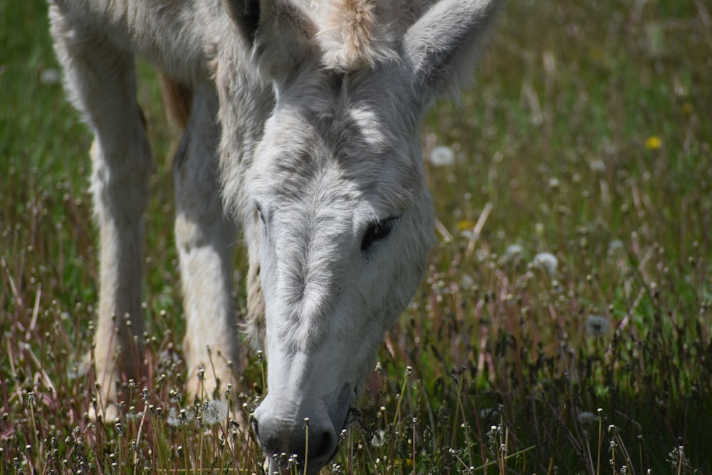 a white horse eating grass