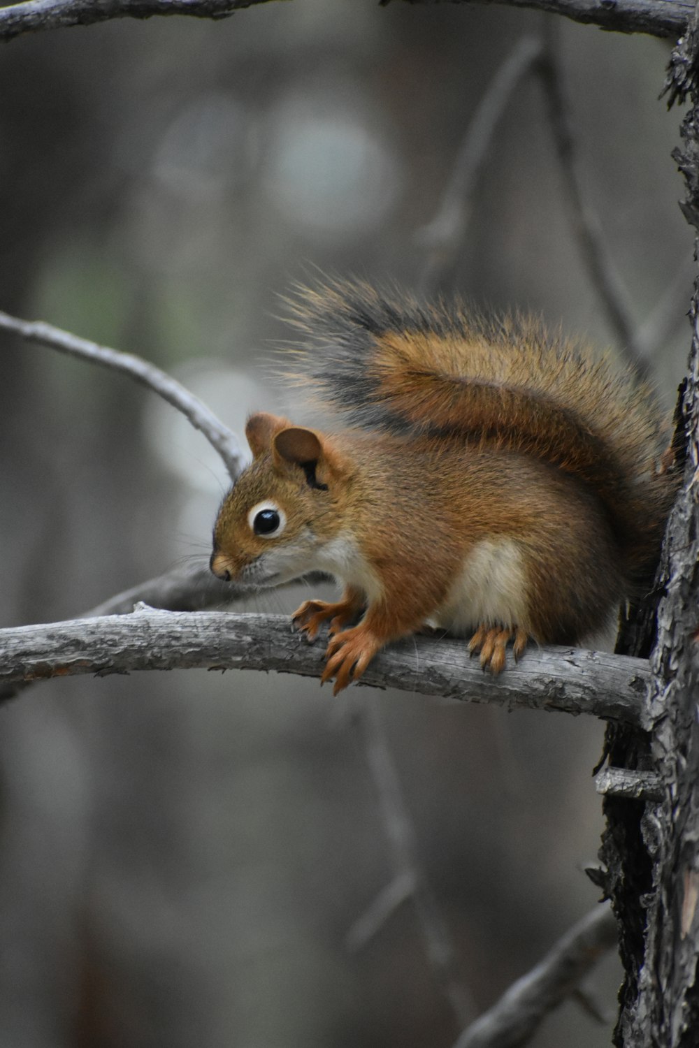 a squirrel on a branch