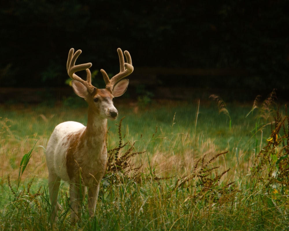 a deer in a grassy field