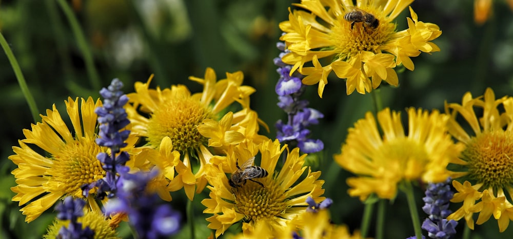 a bee on a yellow flower