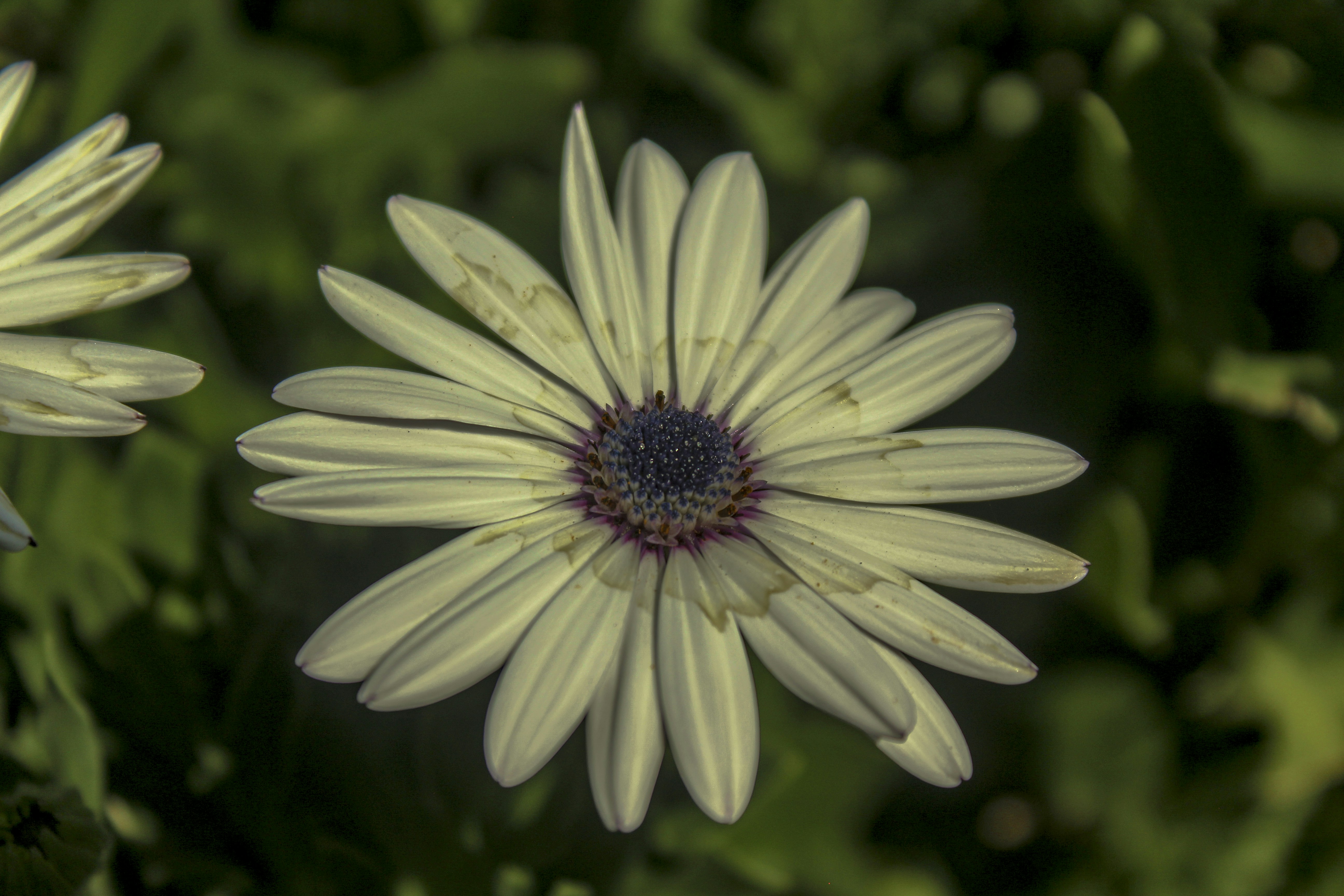 Photo by thalittlemarc