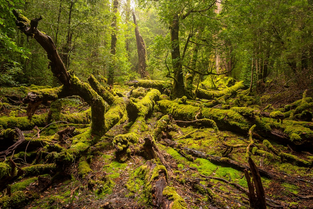 a forest with moss and trees