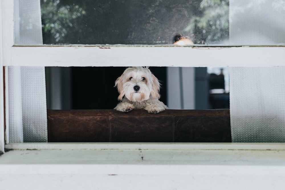 a dog looking out a window