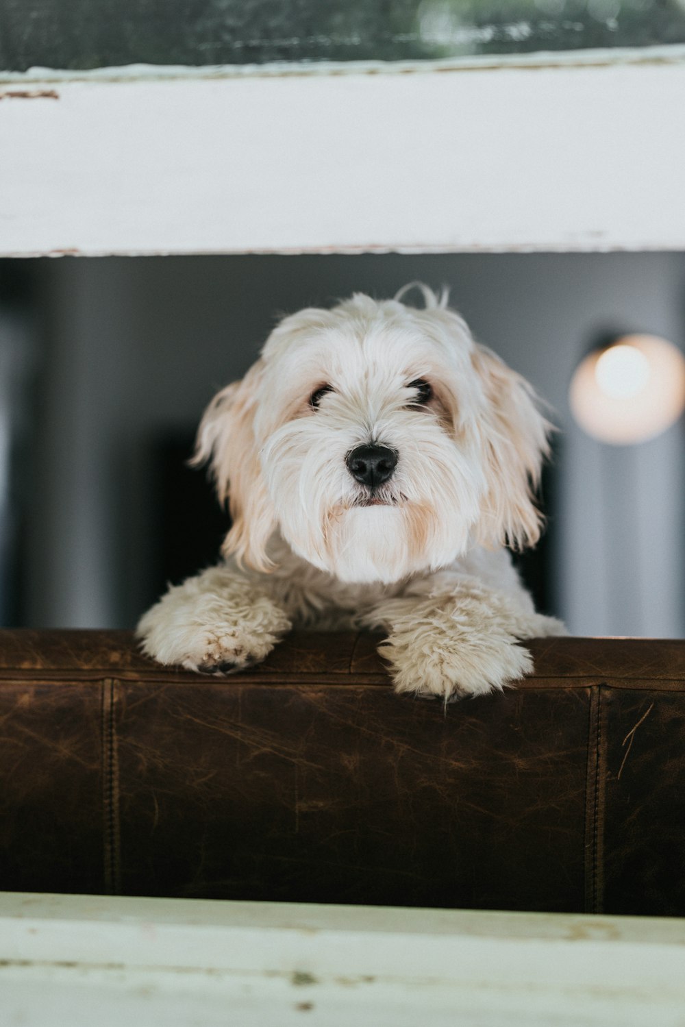 a dog sitting on a couch