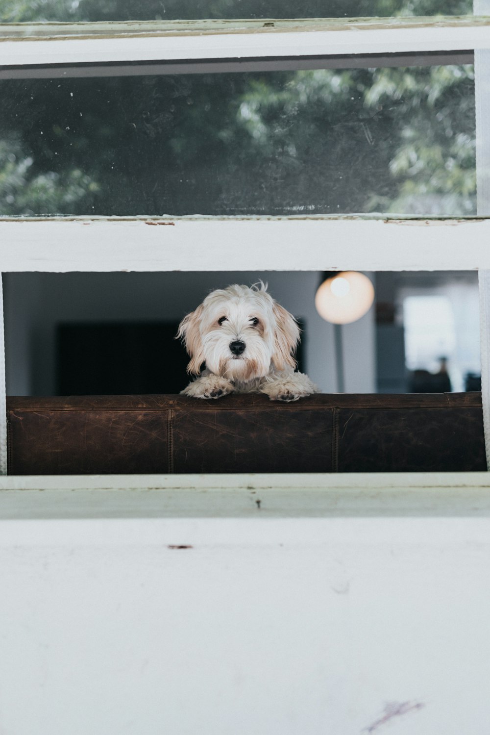 a dog sitting on a window ledge