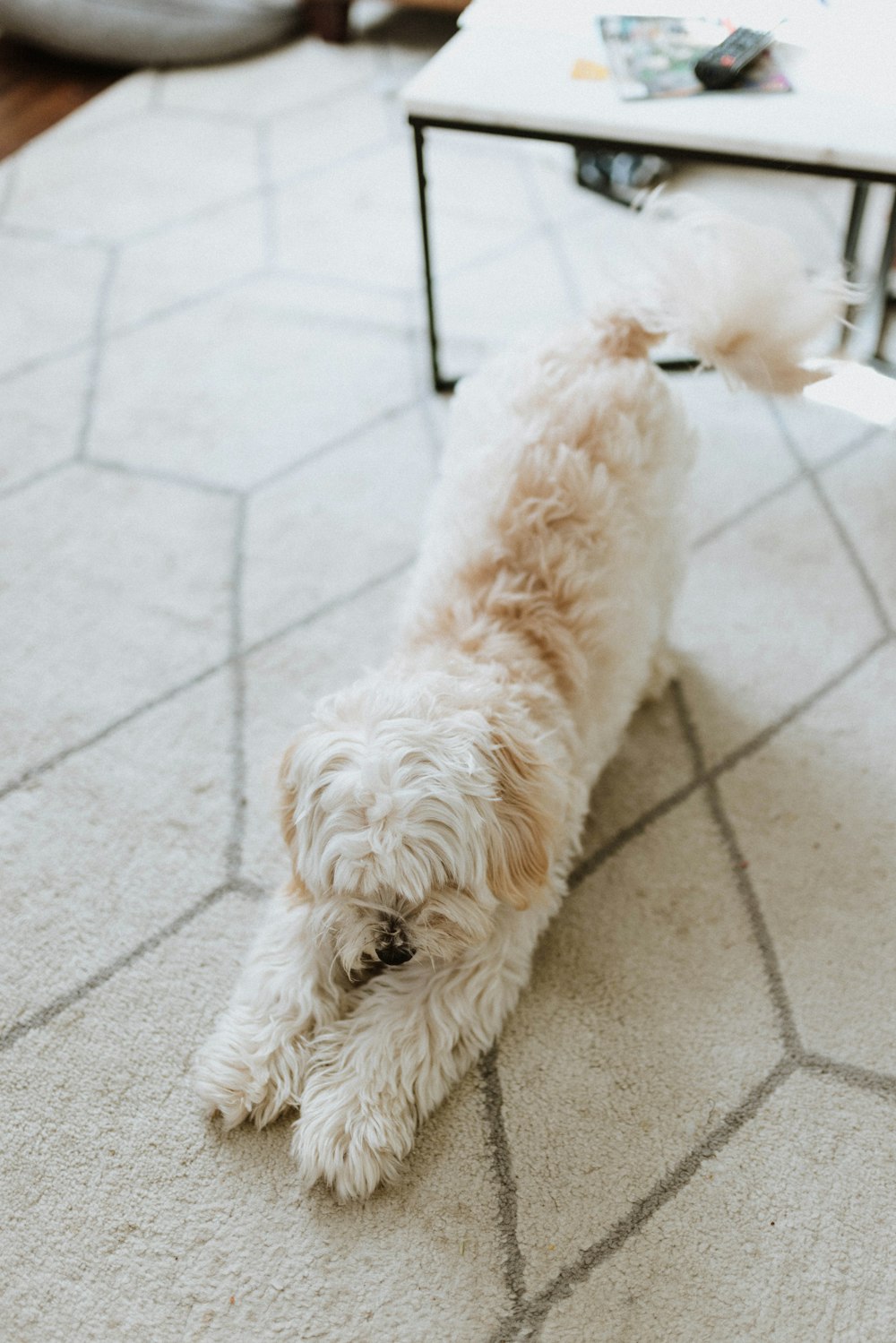 a couple dogs lying on the ground